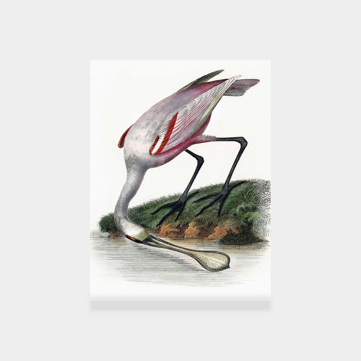 Spoonbill – Printano Art