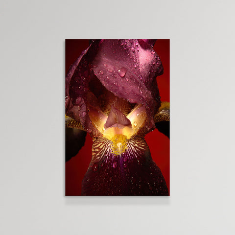 Irises