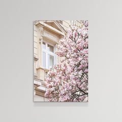 Pink Spring Magnolias in Paris