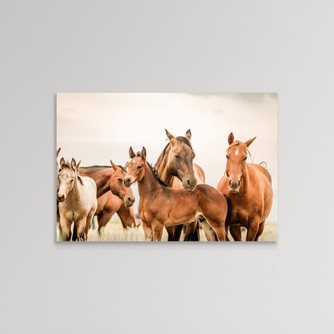 Horses
