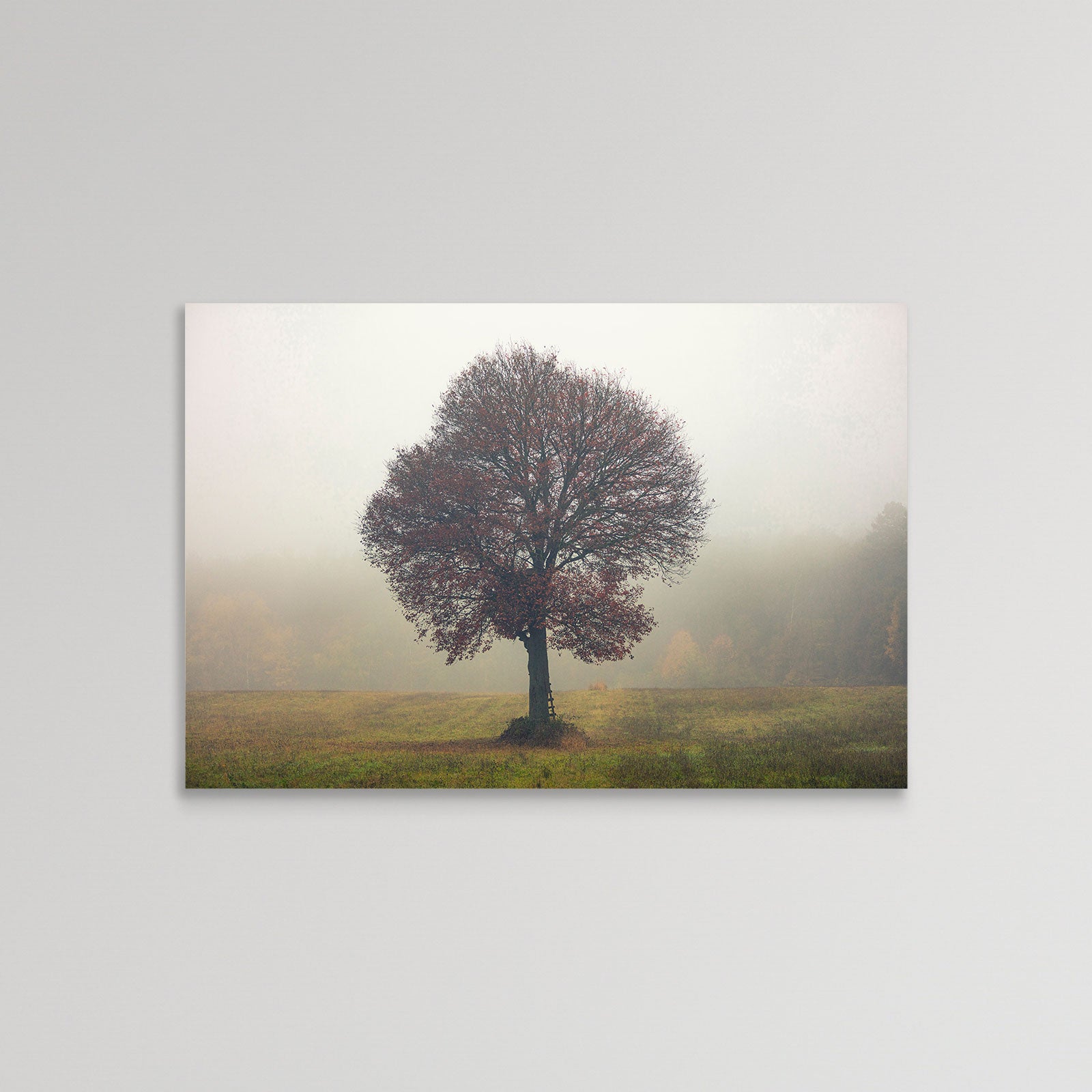 Tree In The Mist