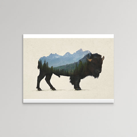 Buffalo (Bison)