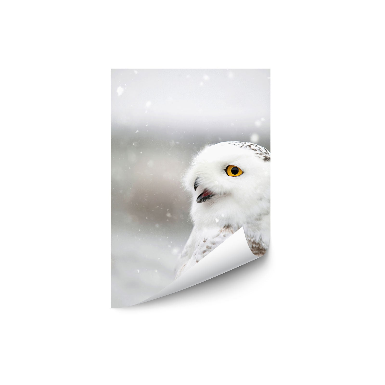 Snowy Owl in the Snow