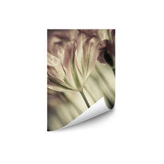 White Stargazers 1