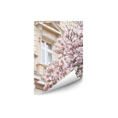 Pink Spring Magnolias in Paris