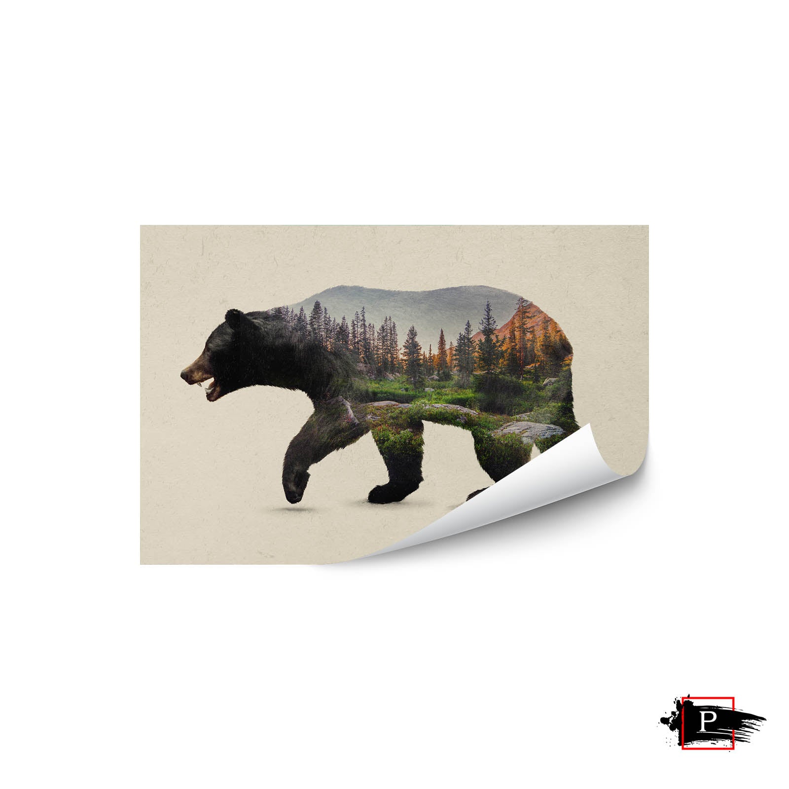 The North American Black Bear
