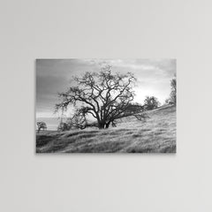 Coastal Oak Series No. 47