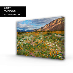 Desert Wildflowers in Henderson Canyon