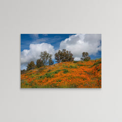 Poppies, Trees & Clouds