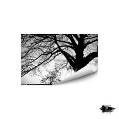 Oak Silhouette